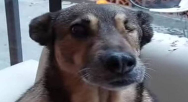 Habitantes de Neza piden justicia para “bonita” perrita baleada por policía estatal