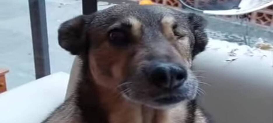 Habitantes de Neza piden justicia para “bonita” perrita baleada por policía estatal