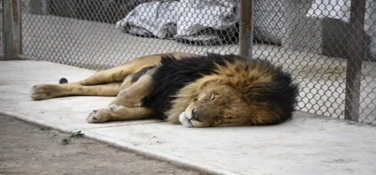 PROFEPA denunciará predio tras hallazgo de 36 animales exóticos en Edomex