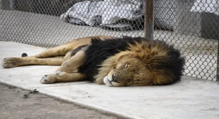 PROFEPA denunciará predio tras hallazgo de 36 animales exóticos en Edomex