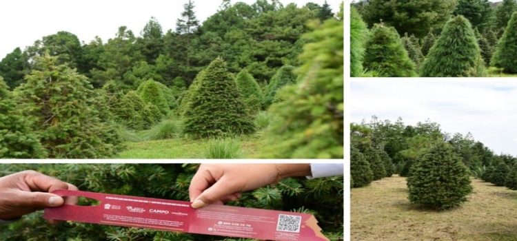 Edomex ofrece arboles de Navidad producidos en plantaciones forestales