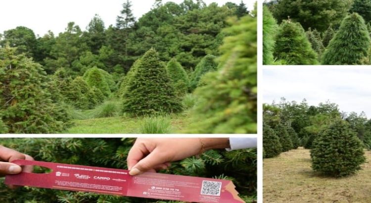Edomex ofrece arboles de Navidad producidos en plantaciones forestales