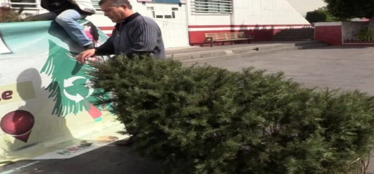 Crean 5 centros de acopio de árboles de Navidad en Neza