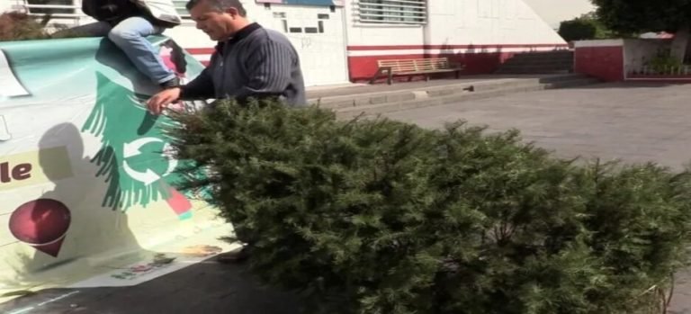 Crean 5 centros de acopio de árboles de Navidad en Neza