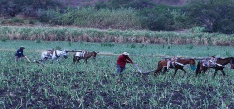 Decrementan 9% zonas de atención prioritarias rurales en Edomex Decrementan 9% zonas de atención prioritarias rurales en Edomex