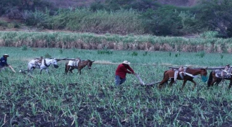 Decrementan 9% zonas de atención prioritarias rurales en Edomex