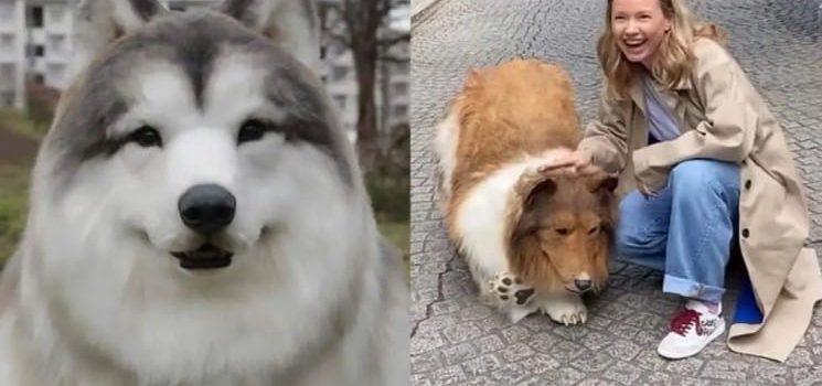 Zoologico ofrece a usuarios experimentar una “vida de perro”