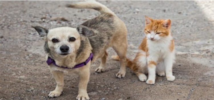 Habrá jornada masiva de esterilización de perros y gatos en Neza