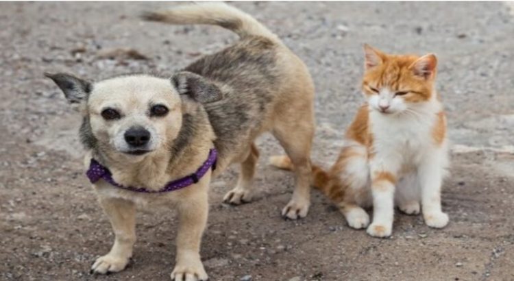 Habrá jornada masiva de esterilización de perros y gatos en Neza