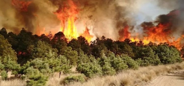 Gobierno de Edomex convoca a guardianes para proteger sus bosques de los incendios forestales