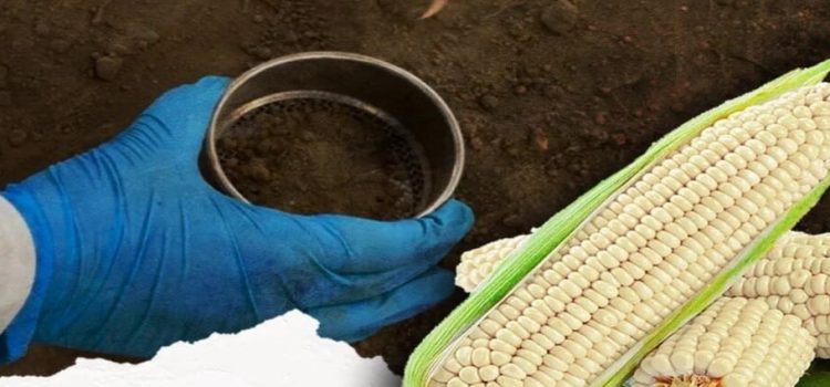 Buscan preservar Maíz Nativo en el Edomex