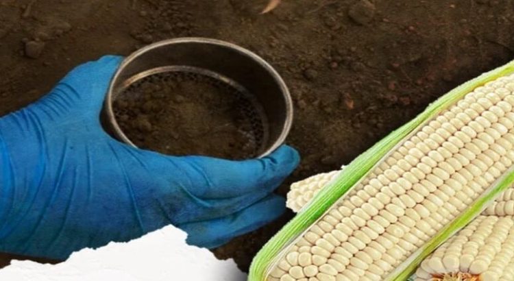 Buscan preservar Maíz Nativo en el Edomex