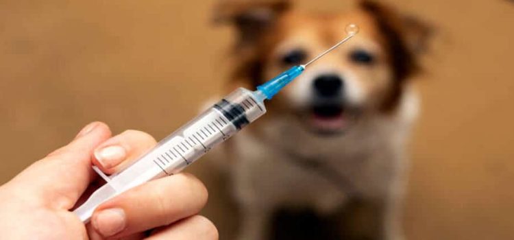 Inicia brigada gratuita de vacunación para perros y gatos en Edomex