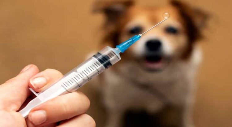 Inicia brigada gratuita de vacunación para perros y gatos en Edomex