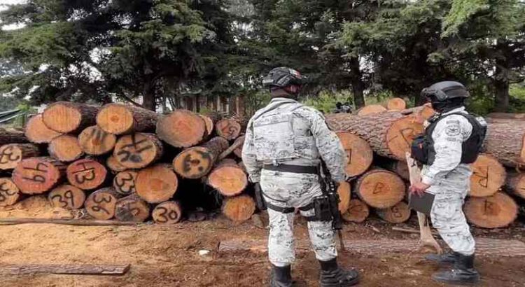 Gobernadora Delfina Gómez propone endurecer penas contra talamontes en el Edomex