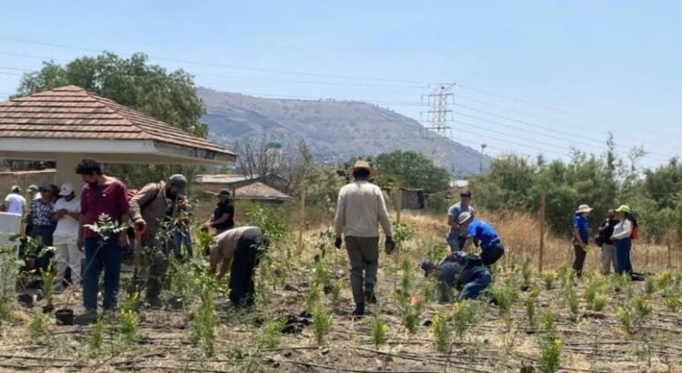 Crean primer “Bosque de bolsillo” en Nezahualcóyotl