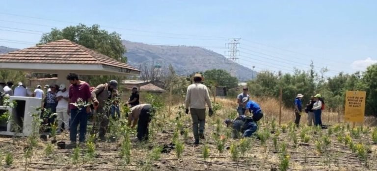 Crean primer “Bosque de bolsillo” en Nezahualcóyotl