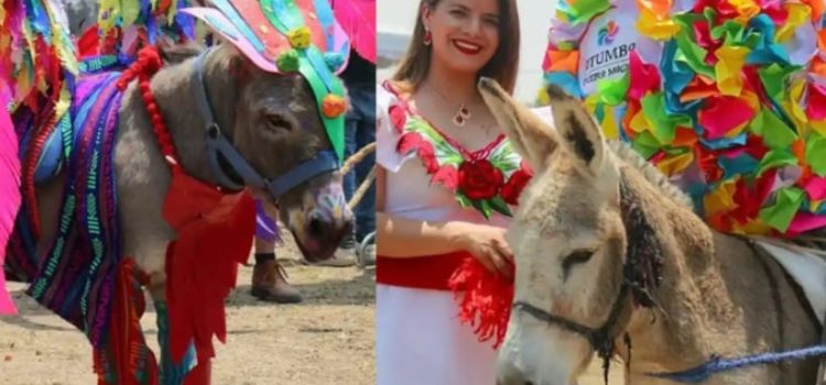 Invitan a … concurso de rebuznos