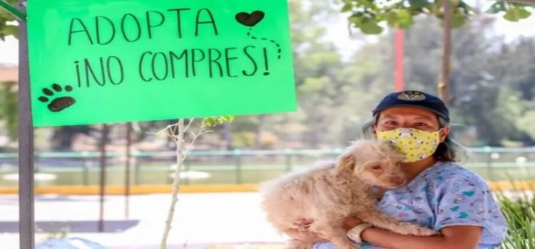 Lanzan programa para adopción de perros rescatados en Neza Lanzan programa para adopción de perros rescatados en Neza