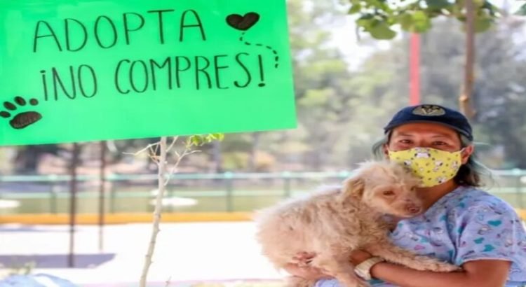 Lanzan programa para adopción de perros rescatados en Neza