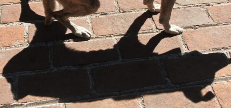 Perrito pierde la vida por pirotecnia en Nezahualcóyotl