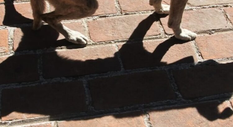 Perrito pierde la vida por pirotecnia en Nezahualcóyotl