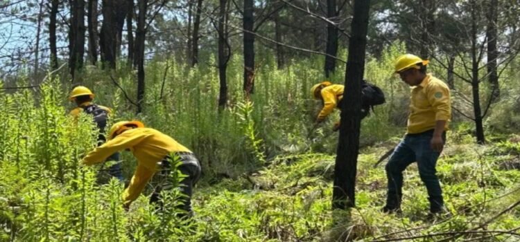 Comienzan actividades para prevención de incendios forestales en Edomex Comienzan actividades para prevención de incendios forestales en Edomex