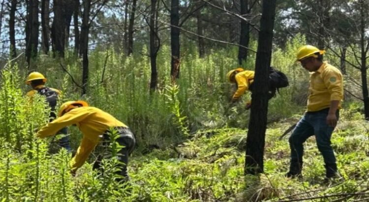 Comienzan actividades para prevención de incendios forestales en Edomex