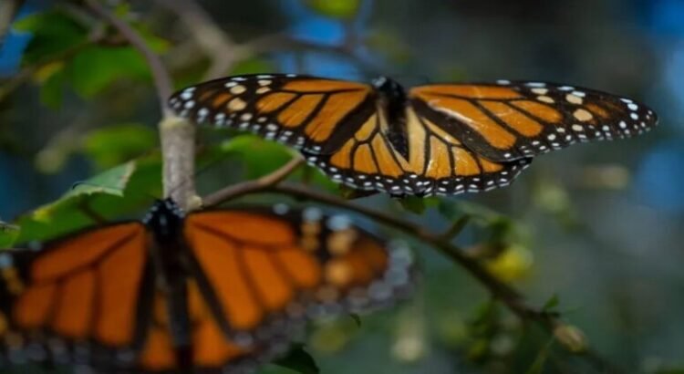 Gobierno de Edomex hace un llamado para preservar y defender el arribo de la mariposa monarca