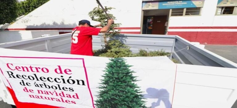 Instalan centros de acopio de árboles de Navidad en Neza