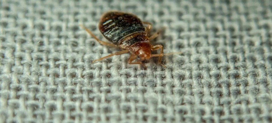 Alerta entre alumnos de la FES Aragón por presunta presencia de chinches