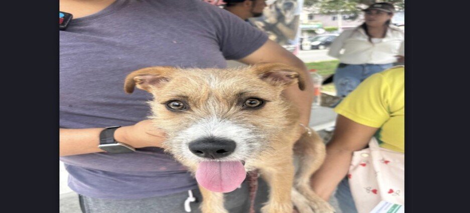 Perrito espera nueva oportunidad tras ser rechazado por su familia en Neza